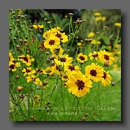 Coreopsis lanceolata  (le jardin de la poterie Hillen). www.poterie.fr